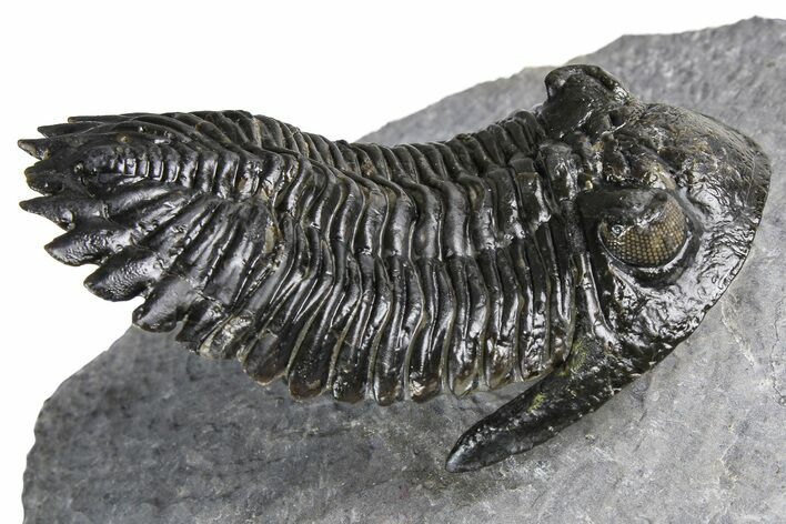 Detailed Hollardops Trilobite - Ofaten, Morocco #382841